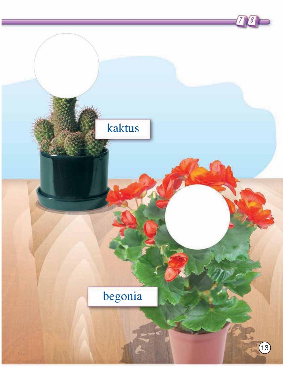begonia