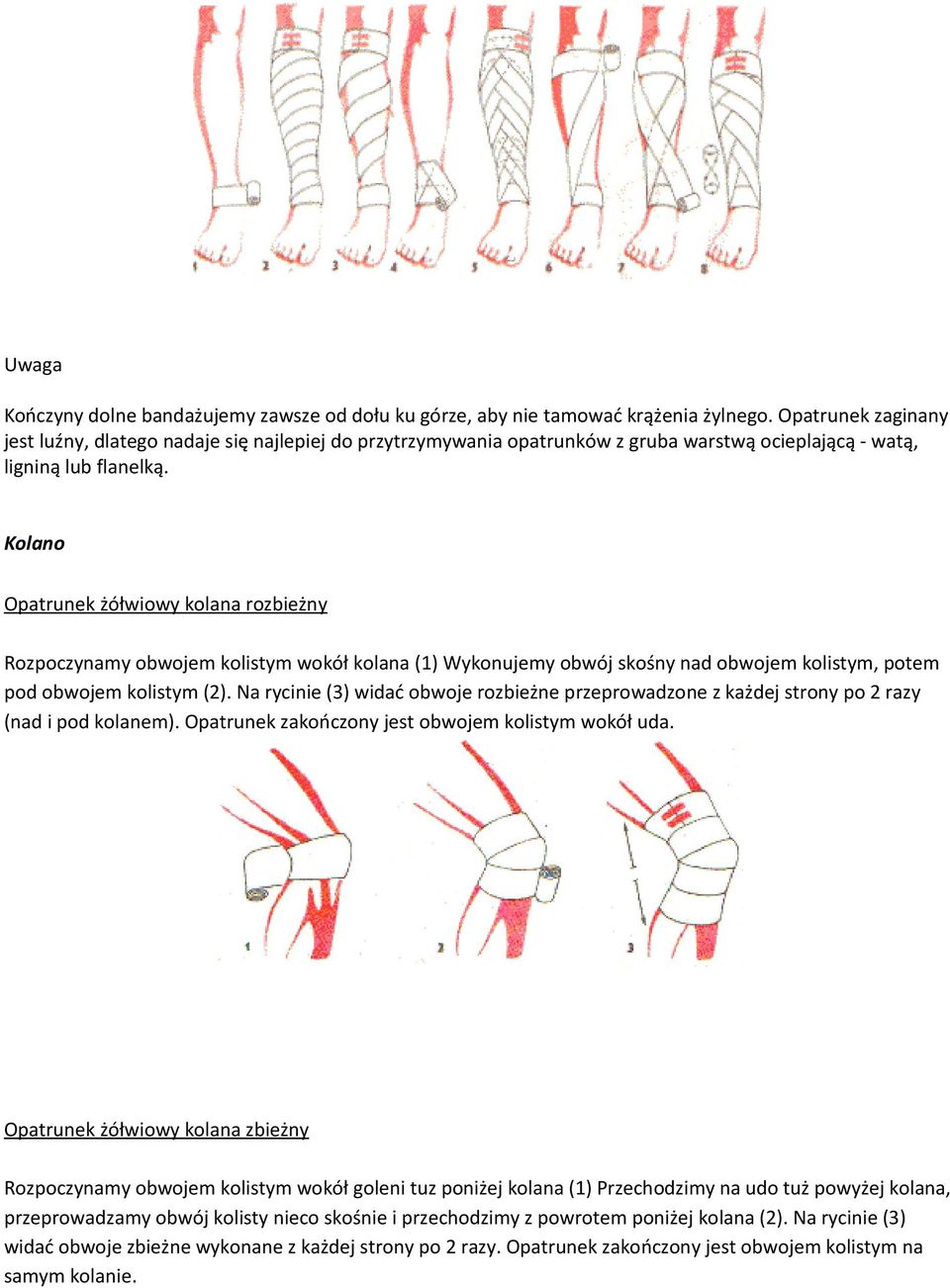 Kolano Opatrunek żółwiowy kolana rozbieżny Rozpoczynamy obwojem kolistym wokół kolana (1) Wykonujemy obwój skośny nad obwojem kolistym, potem pod obwojem kolistym (2).