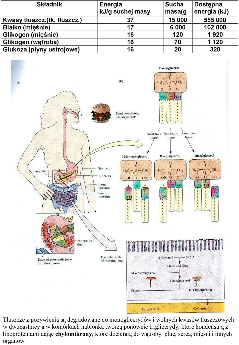 ) 37 15 000 555 000 Białko (mięśnie) 17 6 000 102 000 Glikogen (mięśnie) 16 120 1 920 Glikogen (wątroba) 16 70 1 120 Glukoza