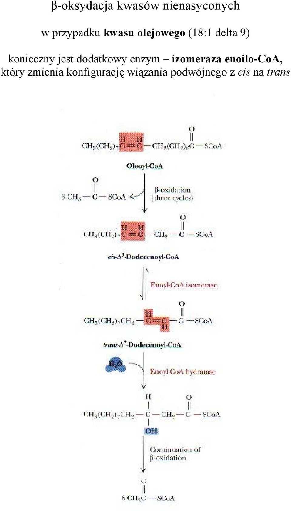 dodatkowy enzym izomeraza enoilo-coa, który