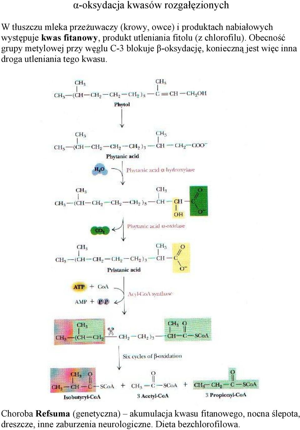 Obecność grupy metylowej przy węglu C-3 blokuje β-oksydację, konieczną jest więc inna droga utleniania