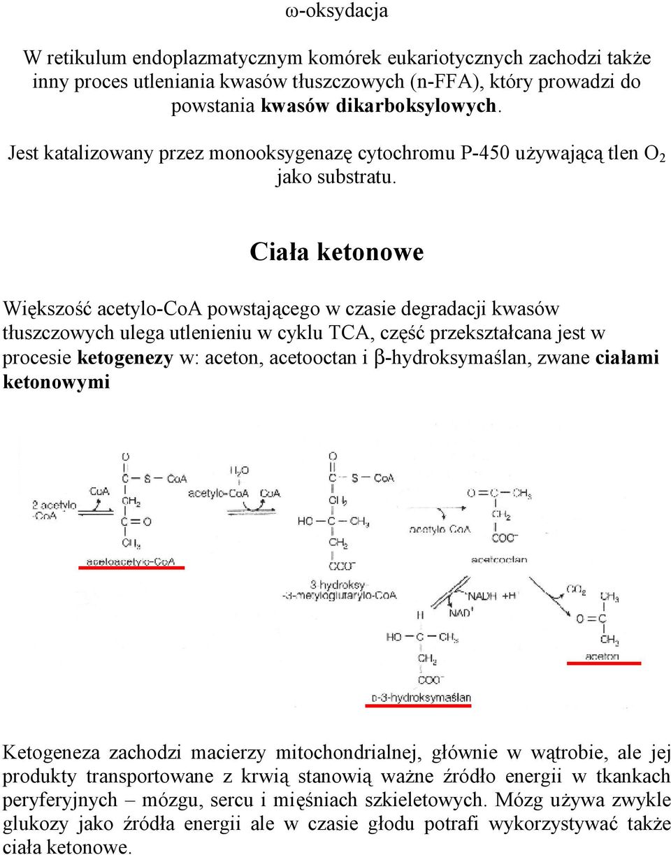 Ciała ketonowe Większość acetylo-coa powstającego w czasie degradacji kwasów tłuszczowych ulega utlenieniu w cyklu TCA, część przekształcana jest w procesie ketogenezy w: aceton, acetooctan i