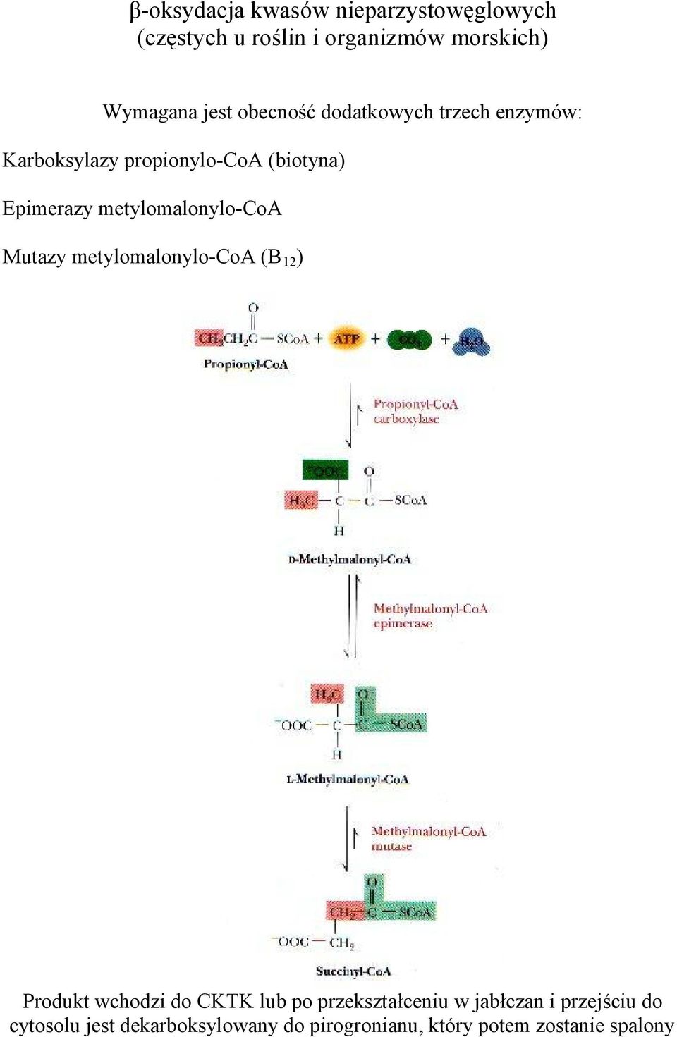 metylomalonylo-coa Mutazy metylomalonylo-coa (B 12 ) Produkt wchodzi do CKTK lub po