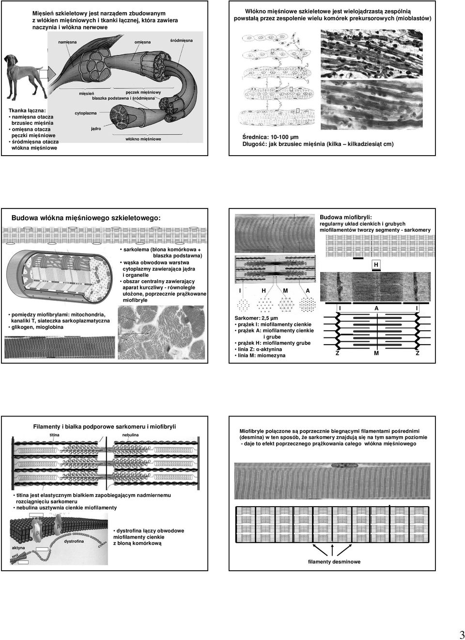 pęczki mięśniowe śródmięsna otacza włókna mięśniowe cytoplazma jądro włókno mięśniowe Średnica: 10-100 µm Długość: jak brzusiec mięśnia (kilka kilkadziesiąt cm) Budowa włókna mięśniowego