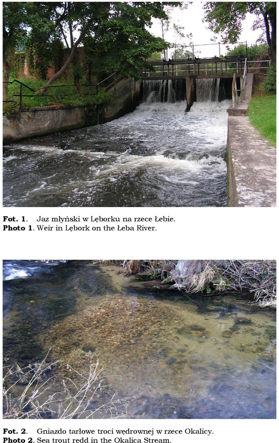 2. Gniazdo tarłowe troci wędrownej w rzece