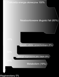 Wykorzystanie energii świetlnej przez liść. Cały proces fotosyntezy zapisuje się zatem w sposób uproszczony jako: oznacza energię świetlną. Wydajność kwantowa fotosyntezy wynosi ok.
