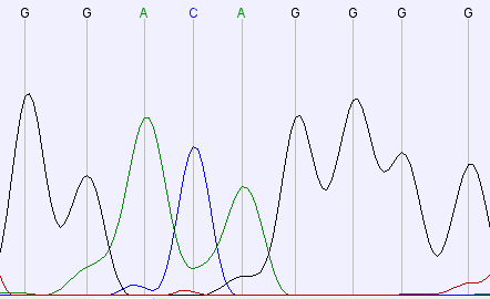 (a) Sekwencja prawidłowa (b) heterozygota T27T (c) homozygota T27T Rysunek 35: Polimorfizm T27T.