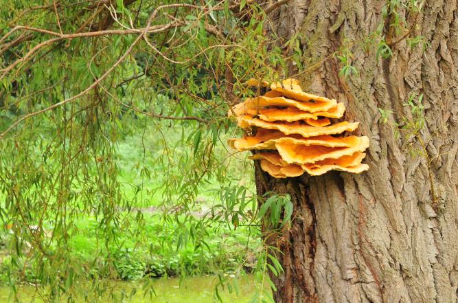 Żagiew łuskowata (Polyporus squamosus) zasiedlająca ranę po usuniętym konarze.