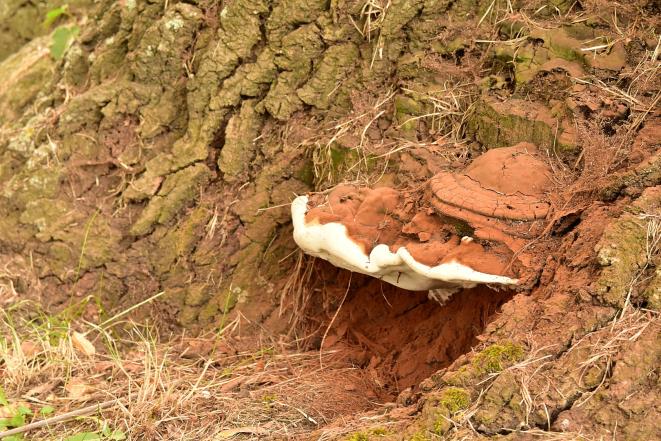 Czyreń dębowy (Fomitiporia robusta) Opieńka miodowa
