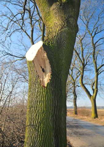 Wywołana przez grzyby zgnilizna może być ukryta wewnątrz pnia. Jej oznakami mogą być np. butelkowate zgrubienia dolnej części pnia, owocniki grzybów, dziuple.