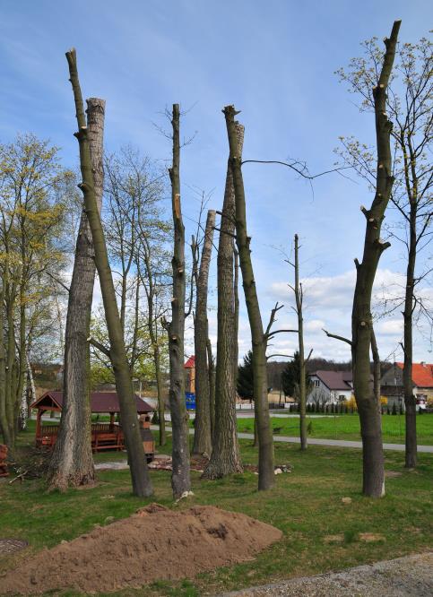 Nadmierne cięcia koron. 5. Jak i kiedy przycinać korony? Korona drzew rosnących w miastach od momentu posadzenia powinna być systematycznie kształtowana.