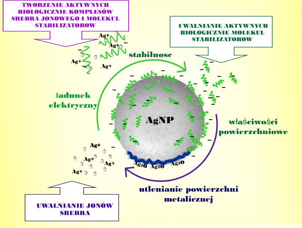NANOCZĄSTKA NANOCZĄSTCE NIERÓWNA Możliwy wpływ procesów i przemian nanocząstek srebra, wynikający z rodzaju