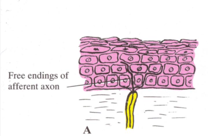 Wolne zakończenia nerwowe Obecne głównie w skórze, nabłonku rogówki Rozgałęziają się w