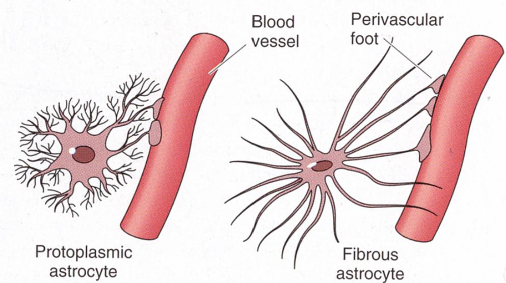 Astrocyty Pochodzenie neuroektoderma (pierwotna cewa nerwowa) 2 typy Protoplazmatyczne Włókniste Pełnią funkcję podporową Otaczają neurony, naczynia krwionośne, synapsy Tworzą błonę na