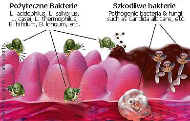 Drobnoustroje glebowe MIKROORGANIZMY POŻYTECZNE MIKROORGANIZMY PATOGENICZNE