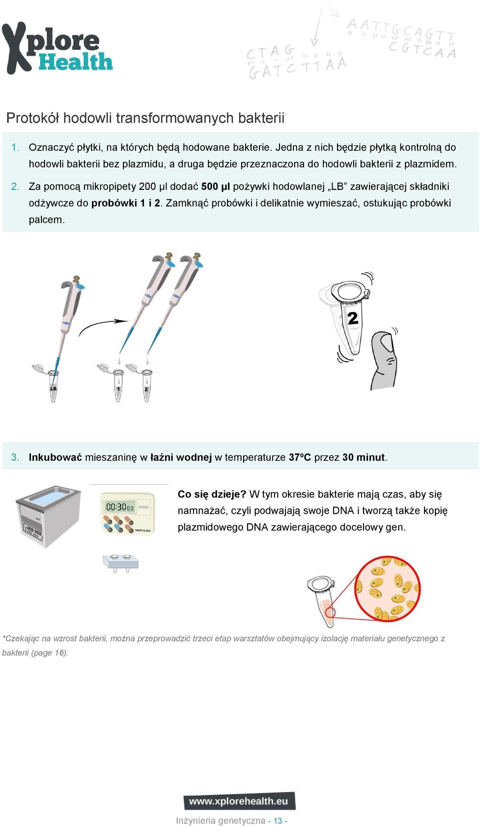 Za pomocą mikropipety 200 µl dodać 500 µl poŝywki hodowlanej LB zawierającej składniki odŝywcze do probówki 1 i 2. Zamknąć probówki i delikatnie wymieszać, ostukując probówki palcem. 3.