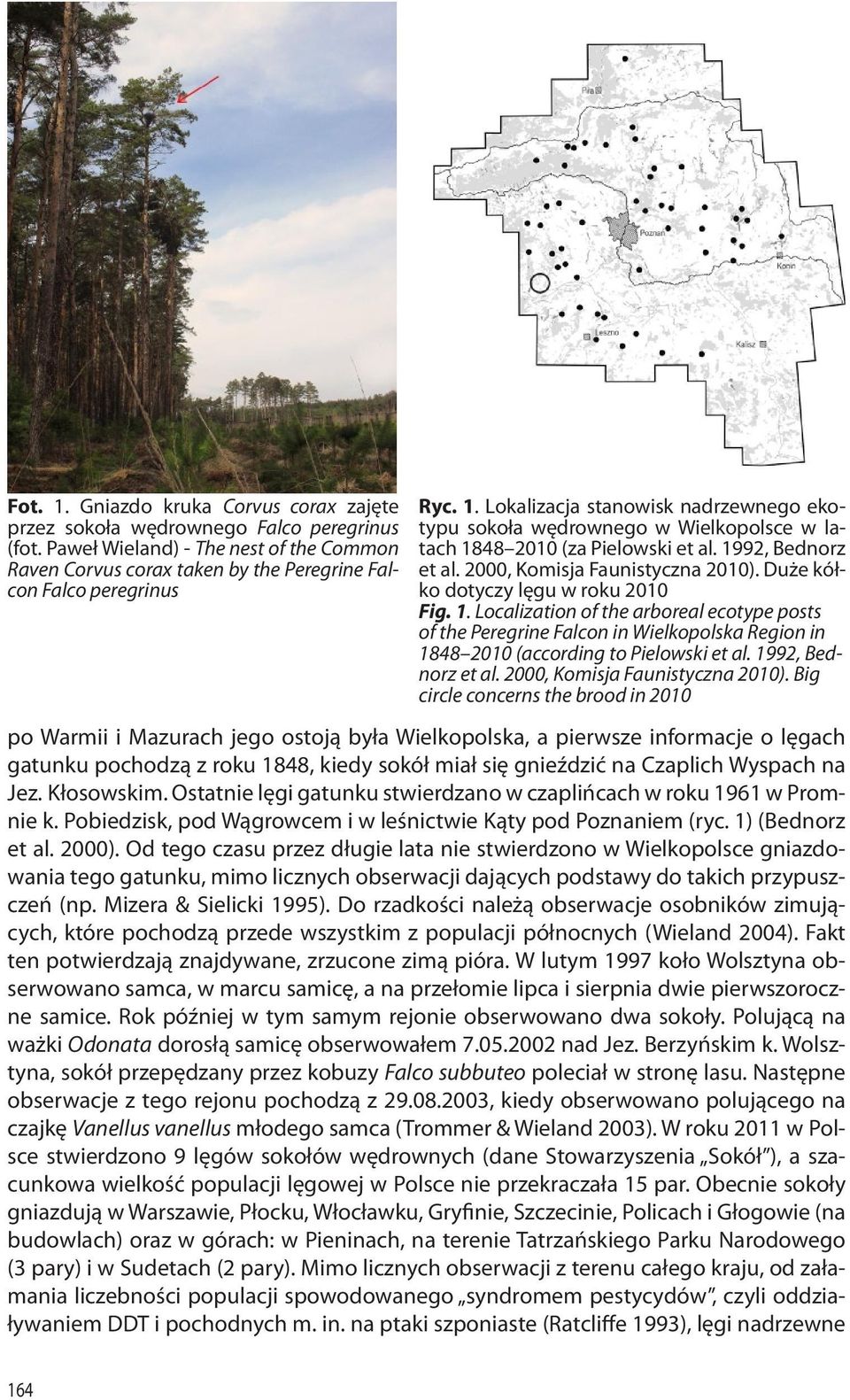 Duże kółko dotyczy lęgu w roku 2010 Fig. 1. Localization of the arboreal ecotype posts of the Peregrine Falcon in Wielkopolska Region in 1848 2010 (according to Pielowski et al. 1992, Bednorz et al.