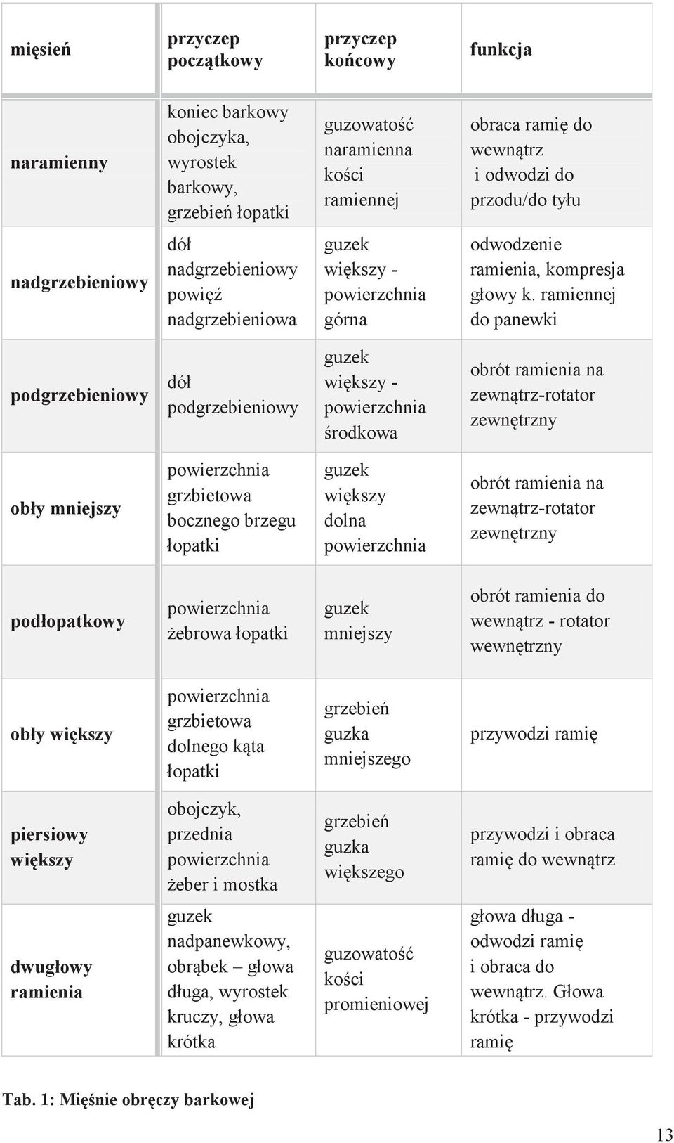 ramiennej do panewki podgrzebieniowy dół podgrzebieniowy guzek większy - powierzchnia środkowa obrót ramienia na zewnątrz-rotator zewnętrzny obły mniejszy powierzchnia grzbietowa bocznego brzegu