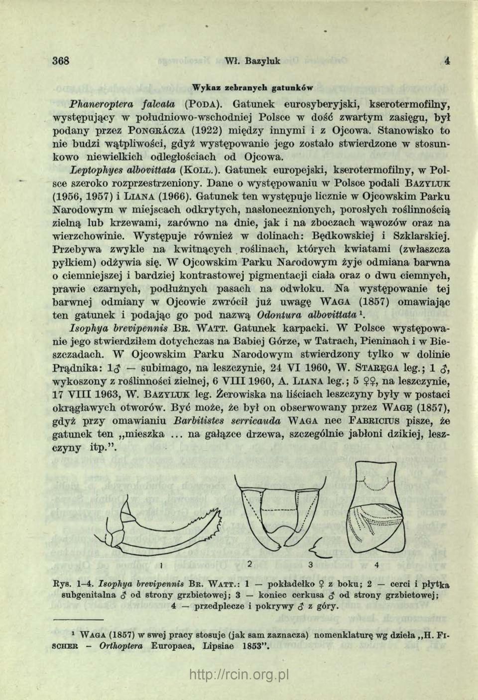 Stanowisko to nie budzi w ątpliw ości, gdyż w ystępow anie jego zostało stw ierdzone w stosunkowo niew ielkich odległościach od Ojcowa. Leptophyes albovittata ( K o ll.).