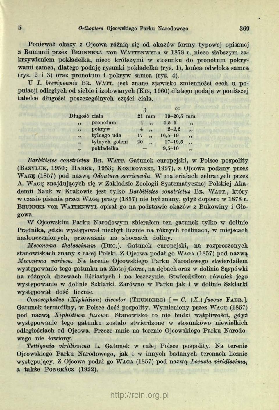 2 i 3) oraz pro n o tu m i pokryw sam ca (rys. 4). U I. brevipennis B r.