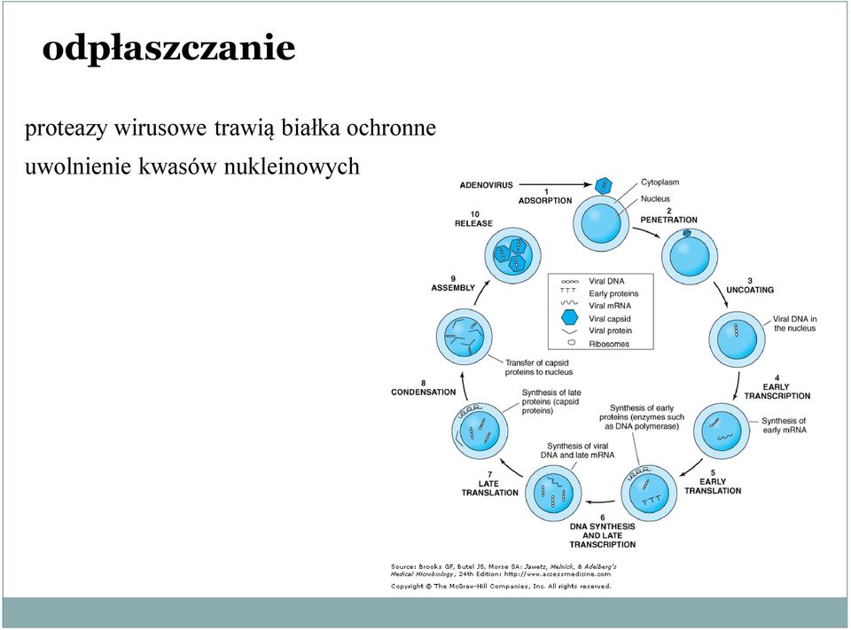 trawią białka