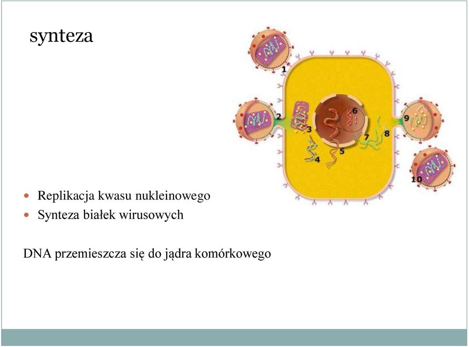 białek wirusowych DNA