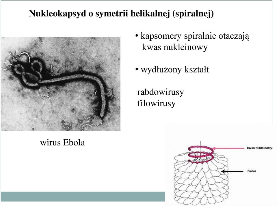 otaczają kwas nukleinowy wydłużony