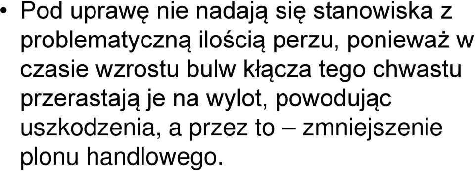wzrostu bulw kłącza tego chwastu przerastają je na