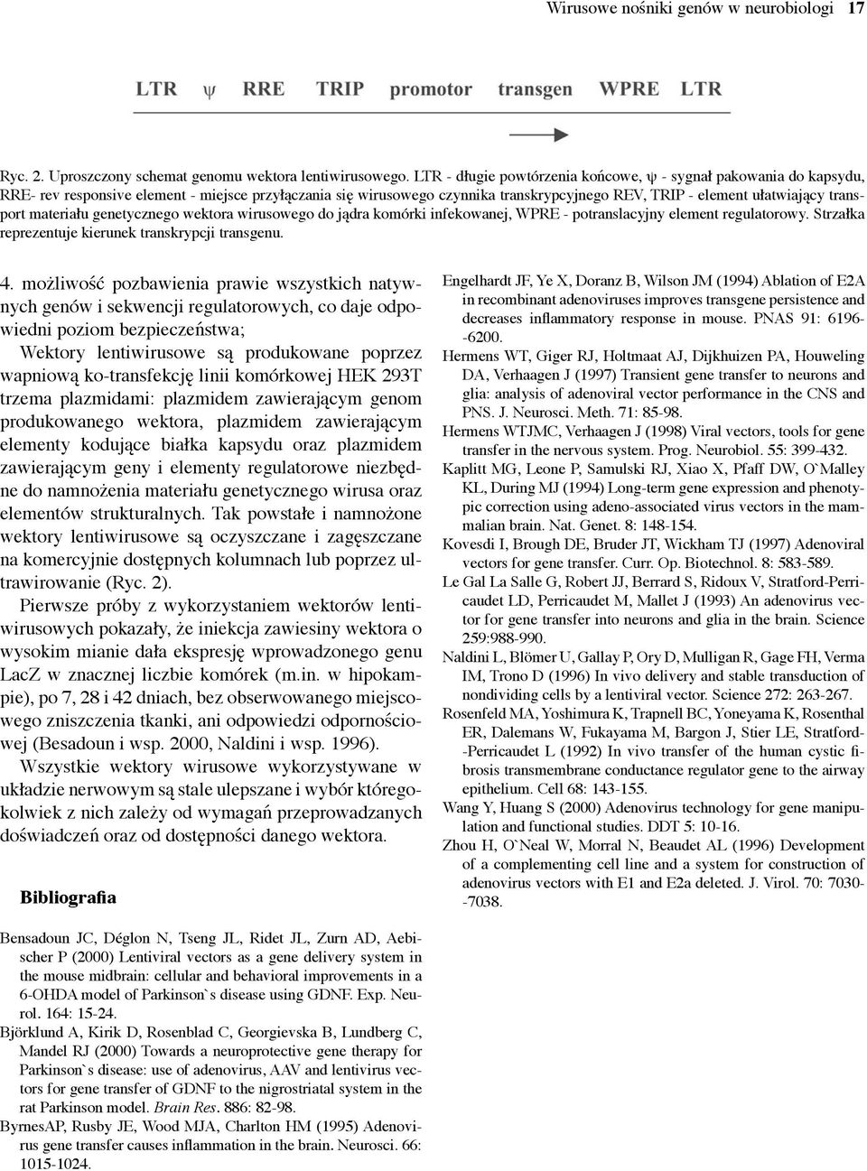 transport materiału genetycznego wektora wirusowego do jądra komórki infekowanej, WPRE - potranslacyjny element regulatorowy. Strzałka reprezentuje kierunek transkrypcji transgenu. 4.