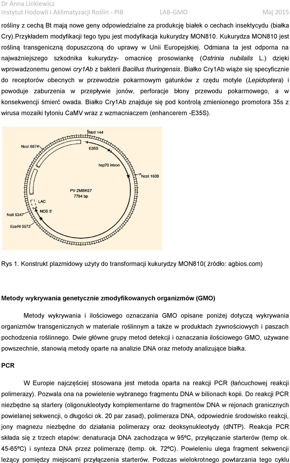 ) dzięki wprowadzonemu genowi cry1ab z bakterii Bacillus thuringensis.
