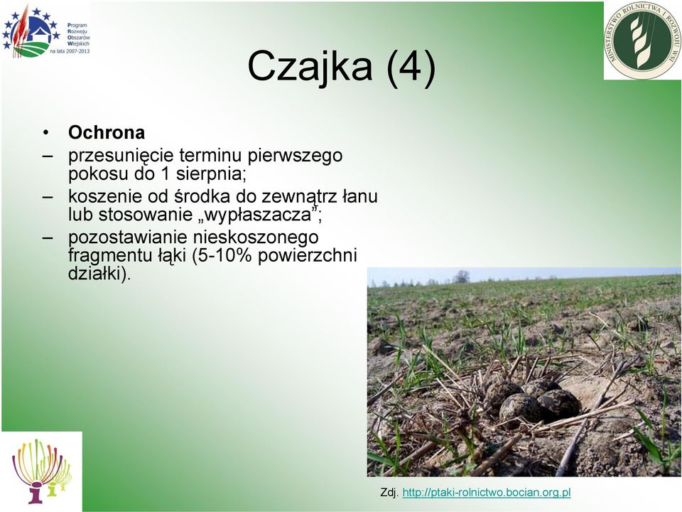 wypłaszacza ; pozostawianie nieskoszonego fragmentu łąki
