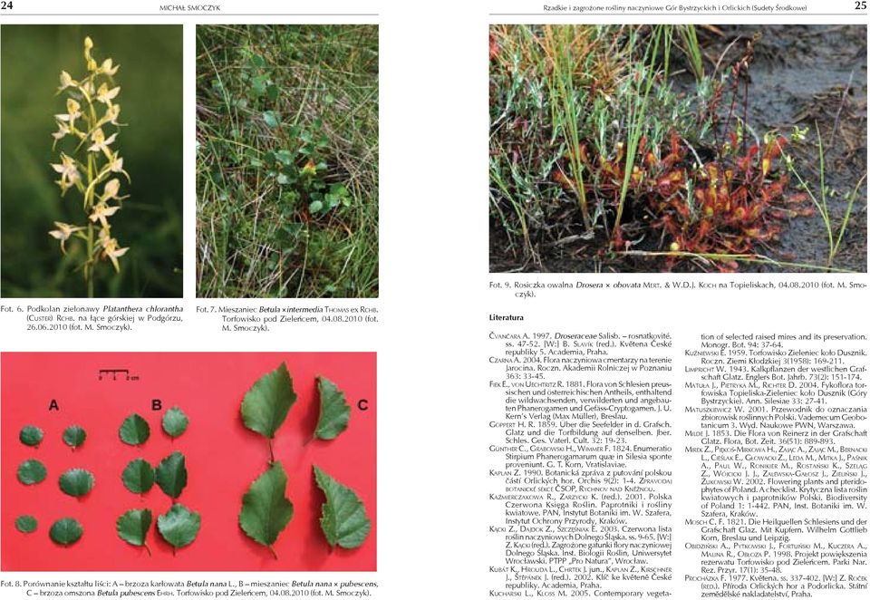 Porównanie kształtu liści: A brzoza karłowata Betula nana L., B mieszaniec Betula nana pubescens, C brzoza omszona Betula pubescens EHRH. Torfowisko pod Zieleńcem, 04.08.2010 (fot. M. Smoczyk). Fot.