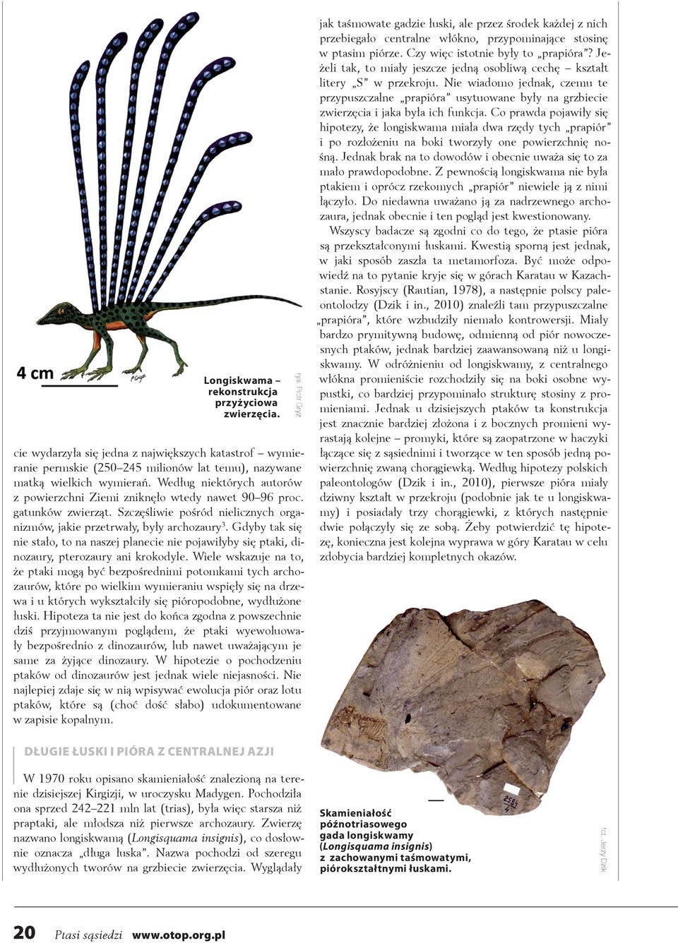 Gdyby tak się nie stało, to na naszej planecie nie pojawiłyby się ptaki, dinozaury, pterozaury ani krokodyle.