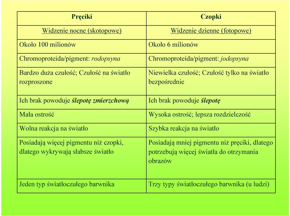 milionów Chromoproteida/pigment: jodopsyna Niewielka czułość; Czułość tylko na światło bezpośrednie Ich brak powoduje ślepotę Wysoka ostrość; lepsza rozdzielczość Szybka