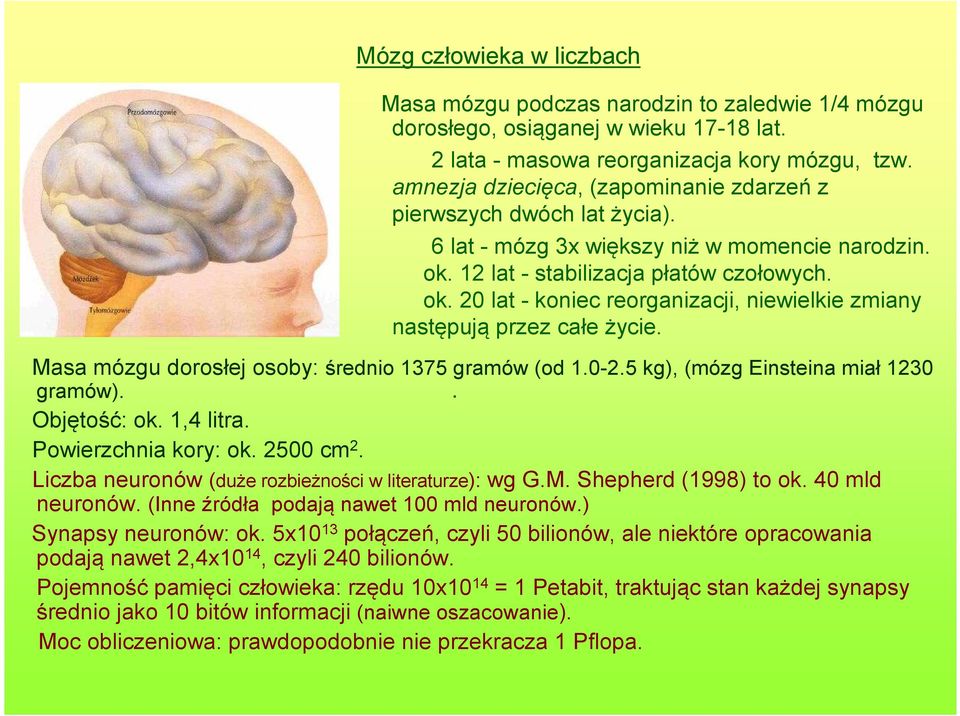 . Masa mózgu dorosłej osoby: średnio 1375 gramów (od 1.0-2.5 kg), (mózg Einsteina miał 1230 gramów). Objętość: ok. 1,4 litra. Powierzchnia kory: ok. 2500 cm 2.