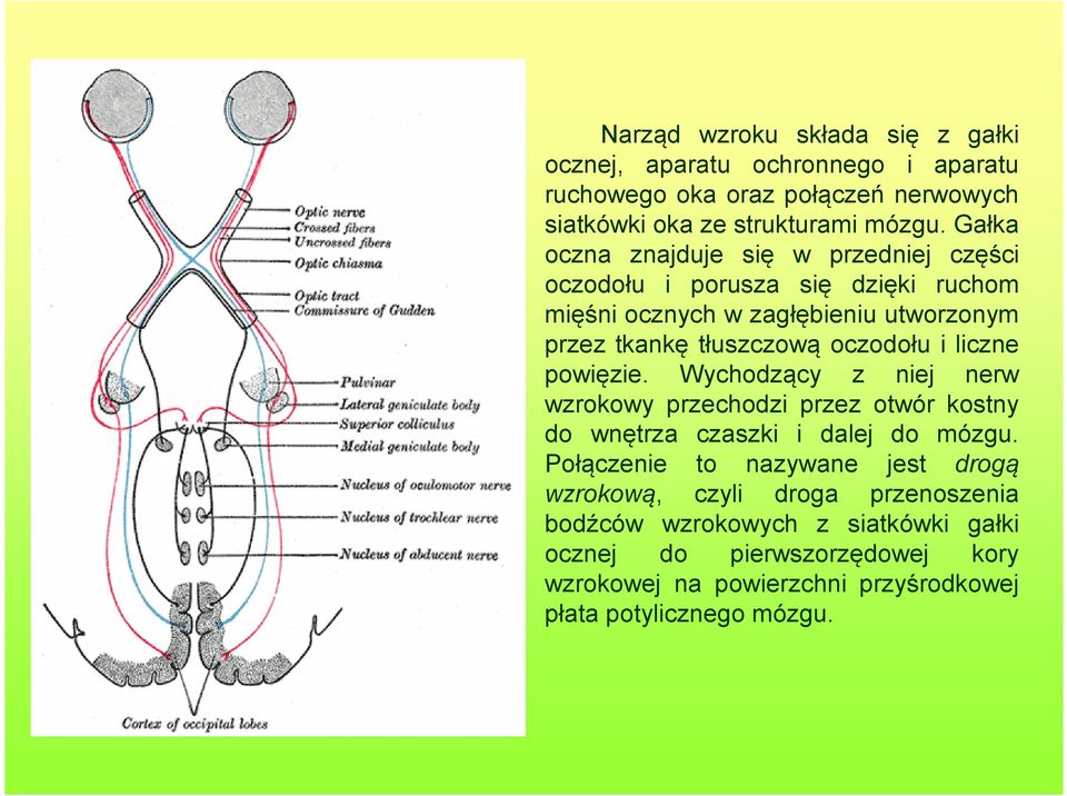 i liczne powięzie. Wychodzący z niej nerw wzrokowy przechodzi przez otwór kostny do wnętrza czaszki i dalej do mózgu.