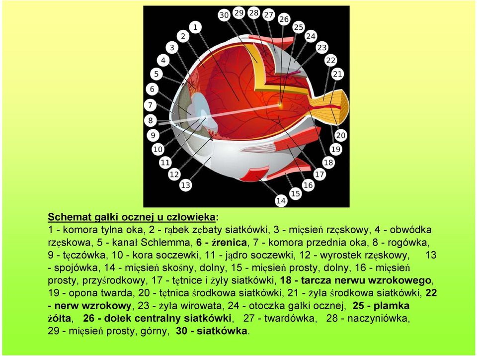 prosty, przyśrodkowy, 17 - tętnice i żyły siatkówki, 18 - tarcza nerwu wzrokowego, 19 - opona twarda, 20 - tętnica środkowa siatkówki, 21 - żyła środkowa siatkówki, 22 - nerw