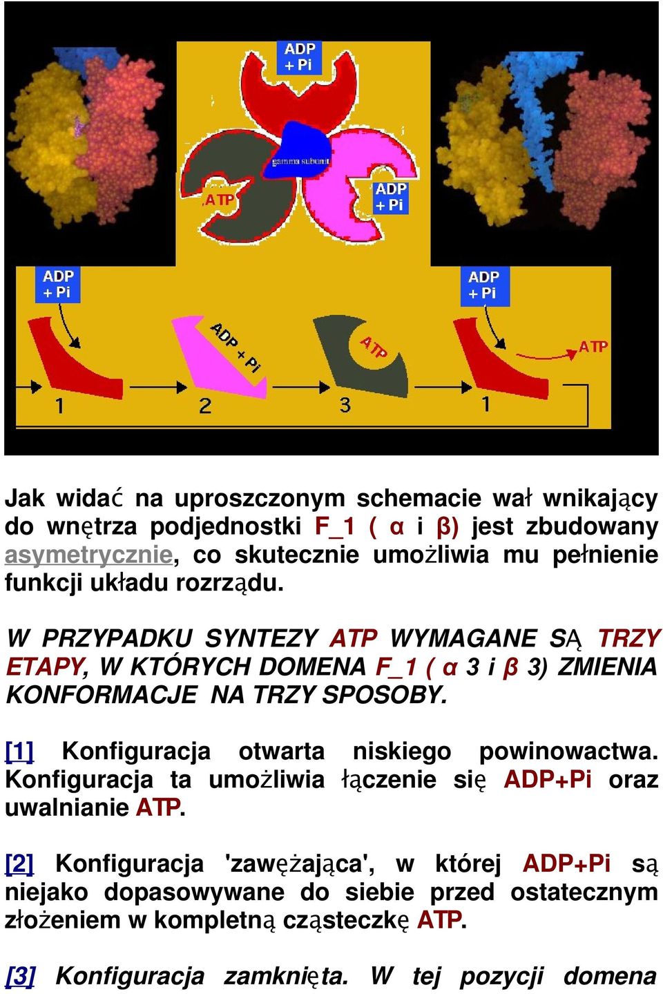 W PRZYPADKU SYNTEZY ATP WYMAGANE SĄ TRZY ETAPY, W KTÓRYCH DOMENA F_1 ( α 3 i β 3) ZMIENIA KONFORMACJE NA TRZY SPOSOBY.
