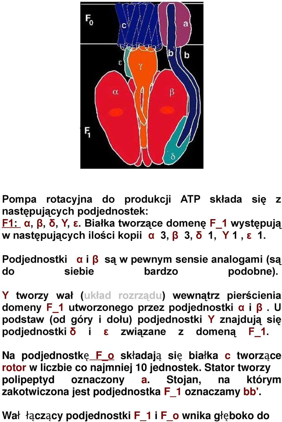 Υ tworzy wał (układ rozrządu) wewnątrz pierścienia domeny F_1 utworzonego przez podjednostki α i β.
