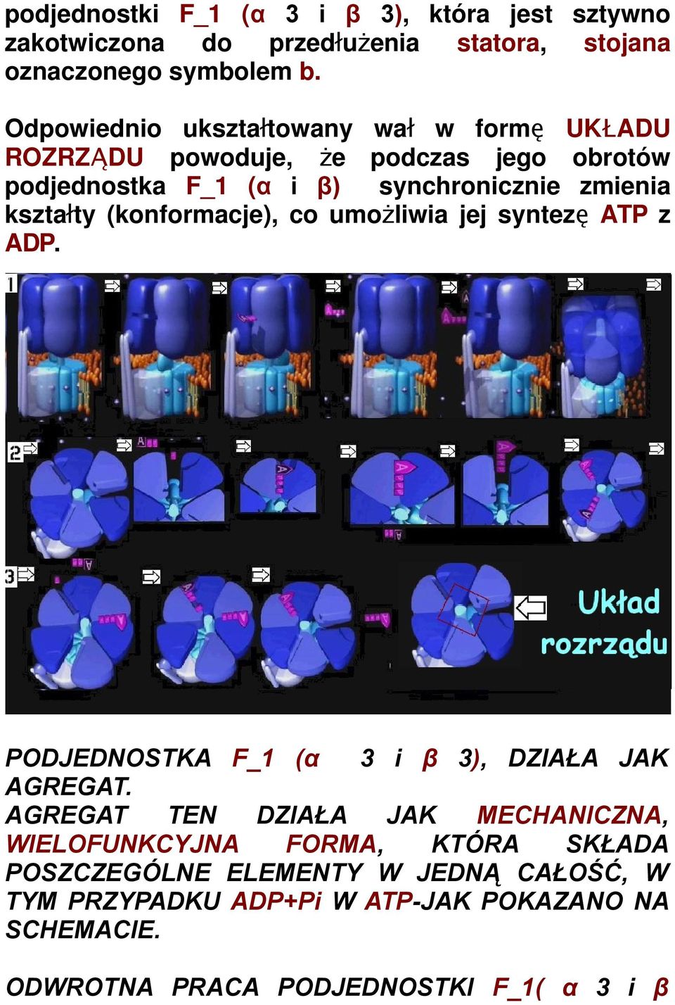 kształty (konformacje), co umożliwia jej syntezę ATP z ADP. PODJEDNOSTKA F_1 (α 3 i β 3), DZIAŁA JAK AGREGAT.