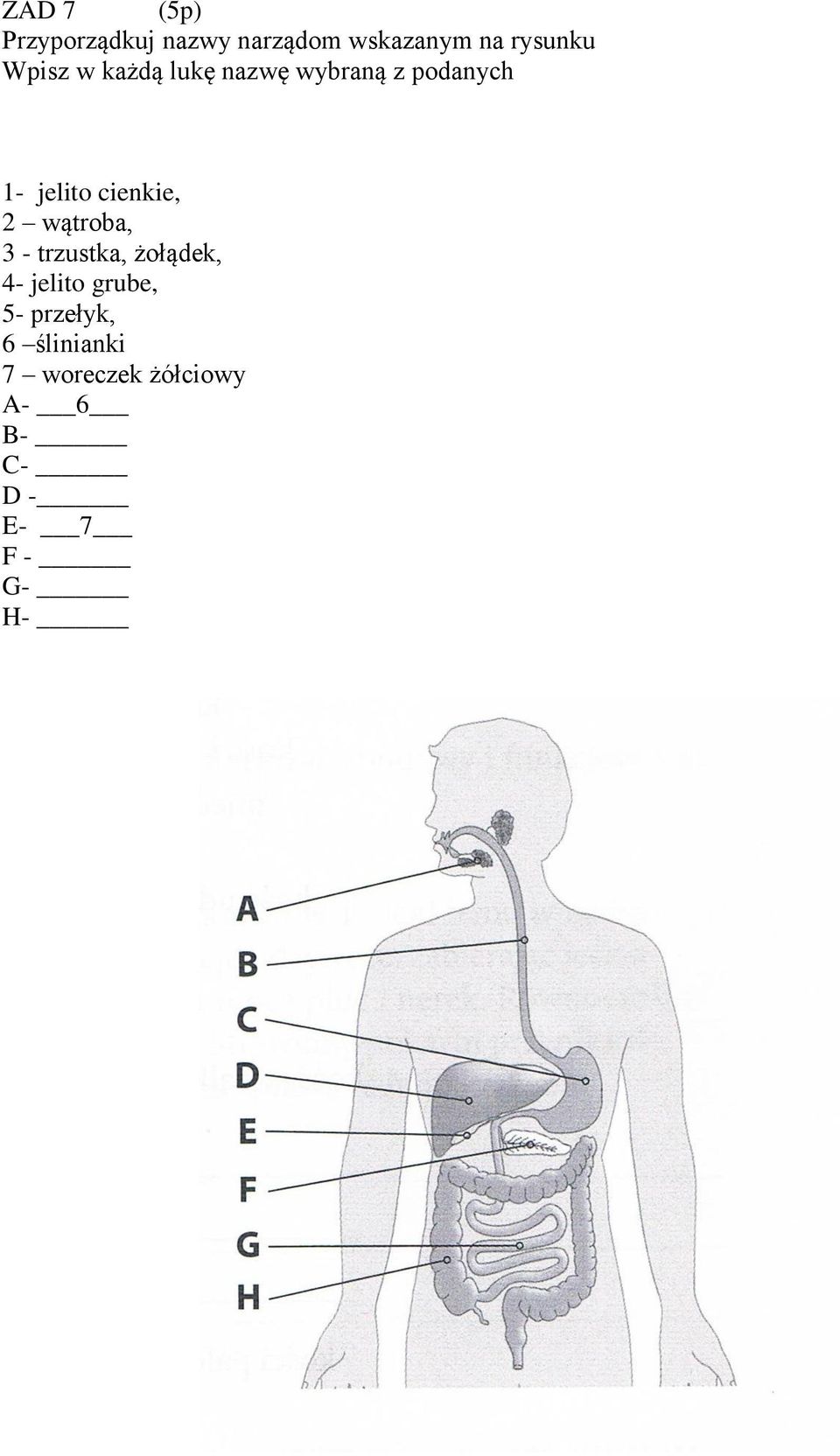 cienkie, 2 wątroba, 3 - trzustka, żołądek, 4- jelito grube,