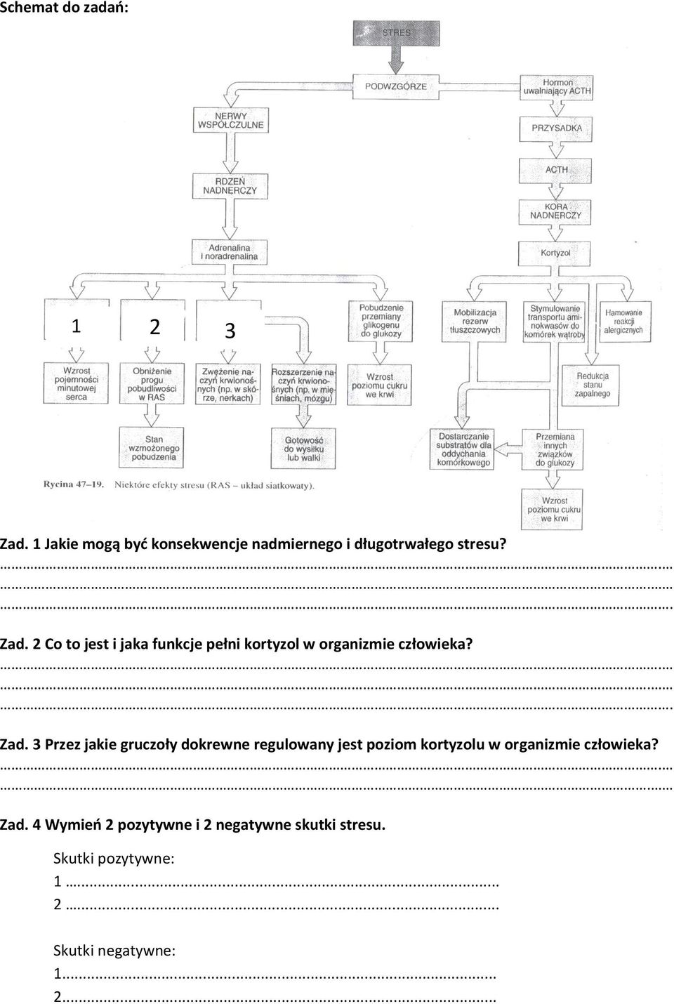 2 Co to jest i jaka funkcje pełni kortyzol w organizmie człowieka?