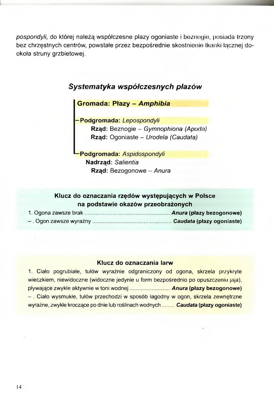 Nadrząd: Salientia Rząd: Bezogonowe - Anura Klucz do oznaczania rzędów występujących w Polsce na podstawie okazów przeobrażonych 1. Ogona zawsze b ra k...anura (płazy bozogonowe) -.