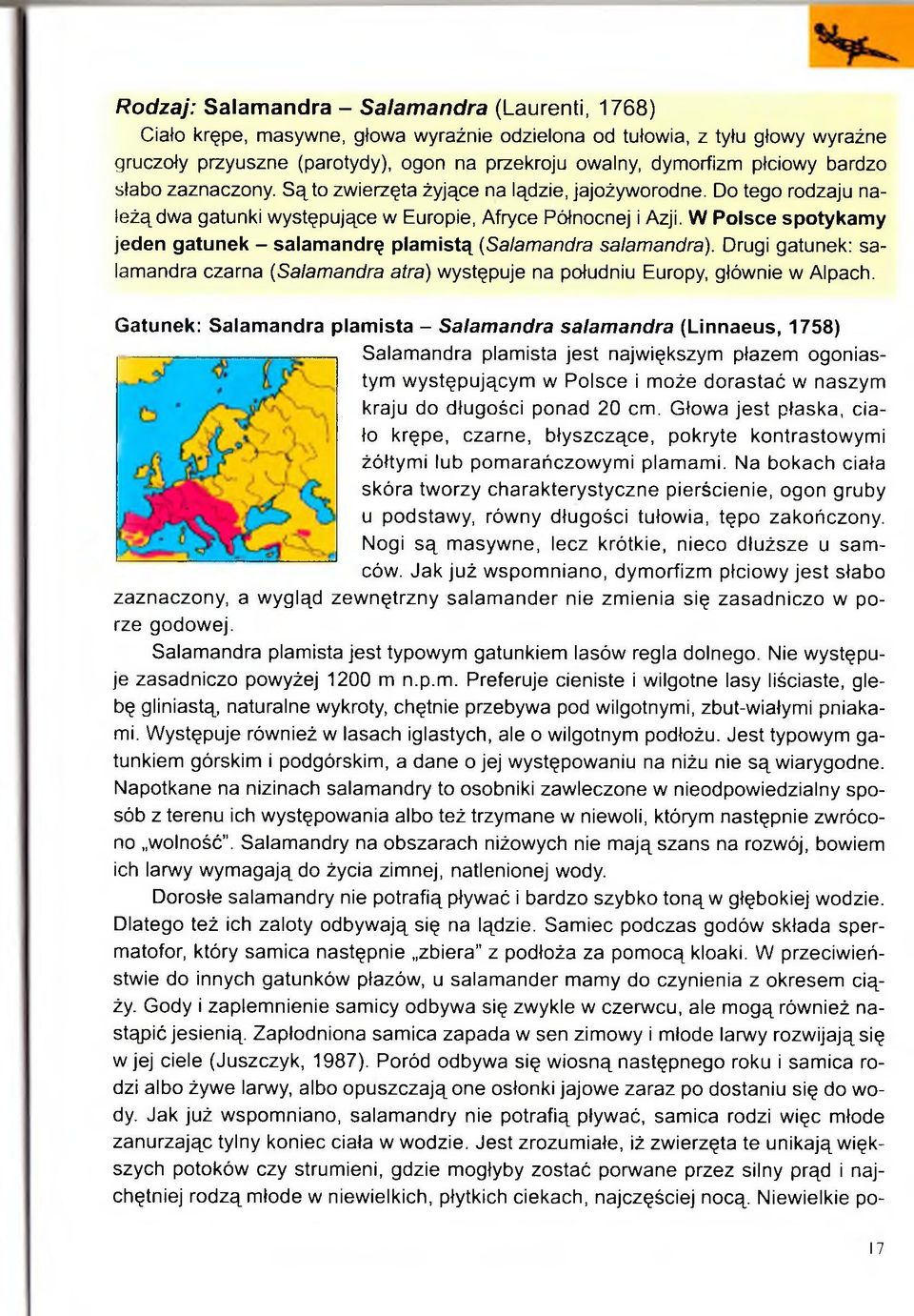 W Polsce spotykamy jeden gatunek - salamandrę plamistą (Salamandra salamandra). Drugi gatunek: salamandra czarna (Salamandra atra) występuje na południu Europy, głównie w Alpach.