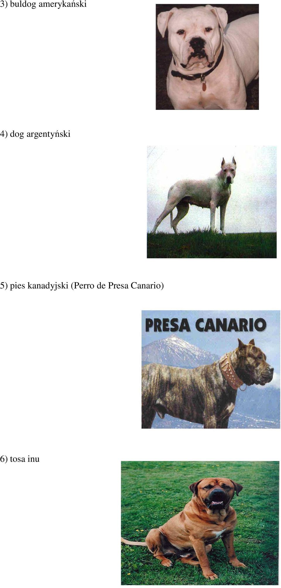 pies kanadyjski (Perro