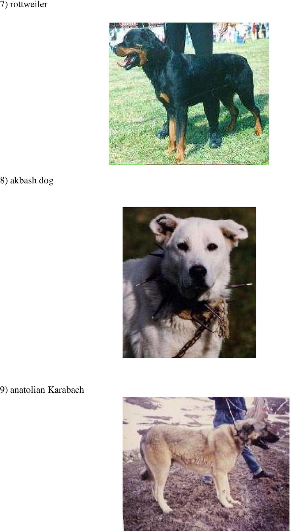 8) akbash