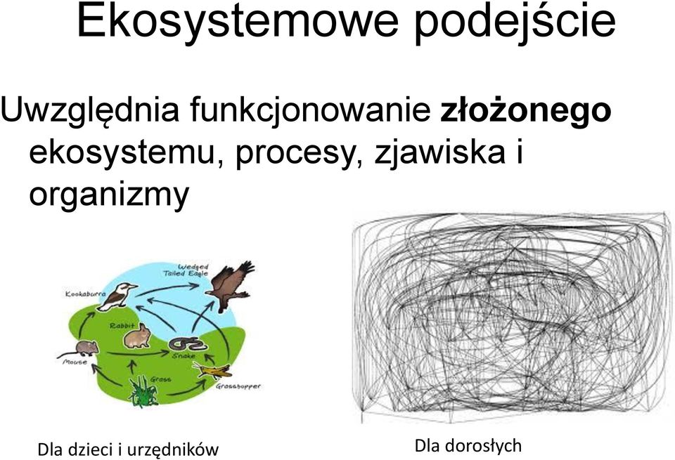 ekosystemu, procesy, zjawiska i