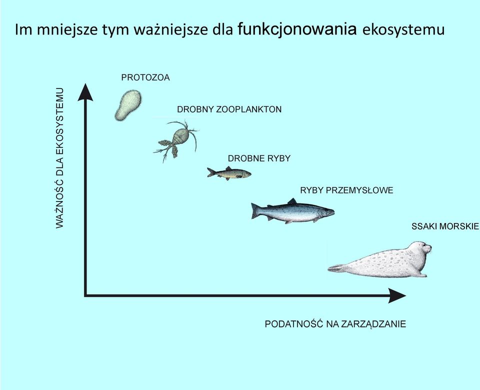 Y S T E M U DROBNY ZOOPLANKTON DROBNE RYBY RYBY