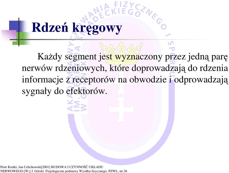 receptorów na obwodzie i odprowadzają sygnały do efektorów.