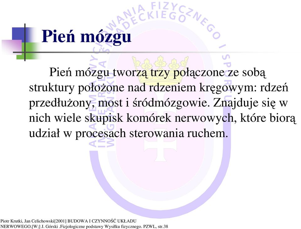 Znajduje się w nich wiele skupisk komórek nerwowych, które biorą udział w